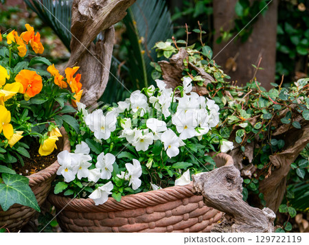 Colorful flower arrangements decorating the streets in spring Colorful flower arrangements decorating the streets in spring 129722119