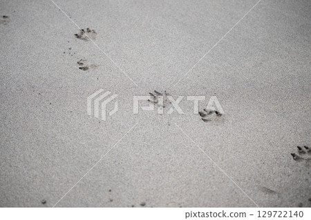 Dog footprints on the sandy beach 129722140