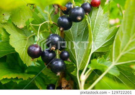 Ripe black currants on a bush 129722201