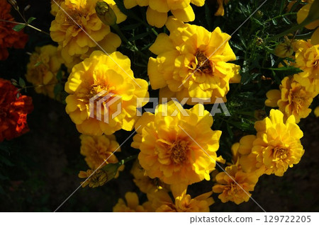 Bright shot of yellow marigolds in a blooming summer garden. 129722205