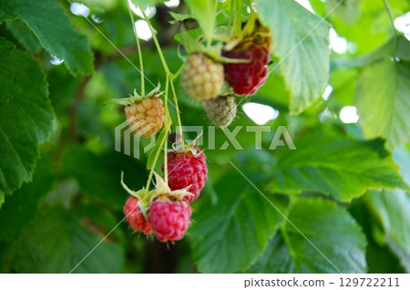 Ripening raspberries in the garden. Rubus idaeus Ripening raspberries in the garden. Rubus idaeus 129722211