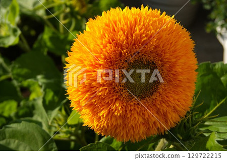 Close-up of a bright yellow double Teddy Bear sunflower in a summer garden 129722215