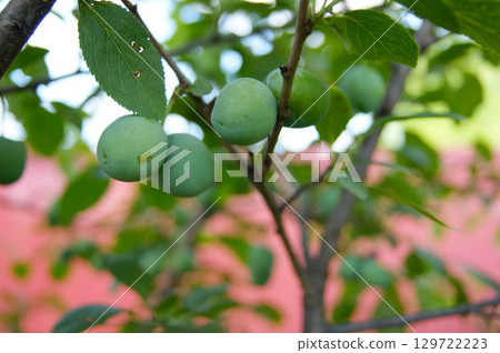 Unripe green plums on a branch Unripe green plums on a branch 129722223