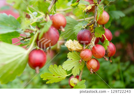 Ripe gooseberries on a branch. 129722243