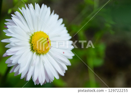 Close-up of a blooming chamomile. Matricaria chamomilla 129722255