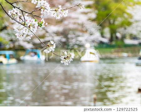 Spring waterside scenery: Cherry blossoms in full bloom and people enjoying cherry blossom viewing on boats Spring waterside scenery: Cherry blossoms in full bloom and people enjoying cherry blossom viewing on boats 129722525