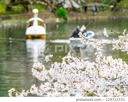 春天的水邊風景：櫻花盛開，人們在船上賞櫻 129722531