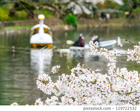 春天的水邊風景:櫻花盛開,人們在船上賞櫻 春天的水邊風景:櫻花盛開,人們在船上賞櫻 129722532
