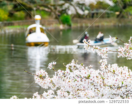 春天的水邊風景:櫻花盛開,人們在船上賞櫻 春天的水邊風景:櫻花盛開,人們在船上賞櫻 129722533