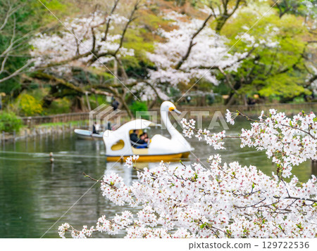 春天的水邊風景：櫻花盛開，人們在船上賞櫻 129722536