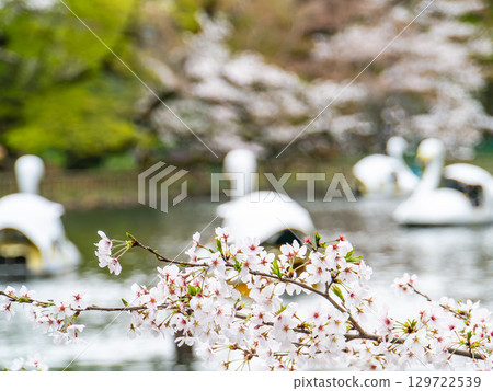 Spring waterside scenery: Cherry blossoms in full bloom and people enjoying cherry blossom viewing on boats 129722539