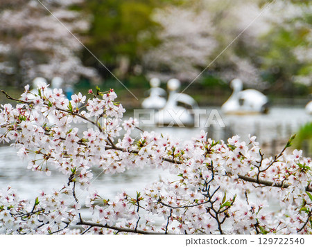 Spring waterside scenery: Cherry blossoms in full bloom and people enjoying cherry blossom viewing on boats 129722540