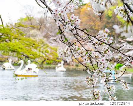 春天的水邊風景：櫻花盛開，人們在船上賞櫻 129722544