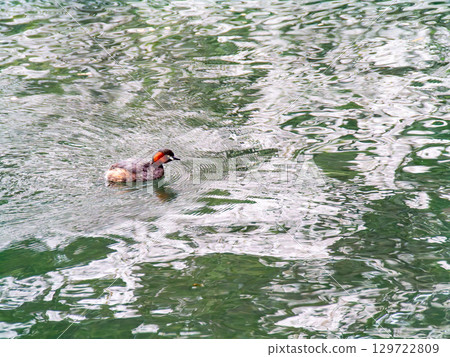 Spring waterside scenery: Cherry blossoms in full bloom and little grebes 129722809