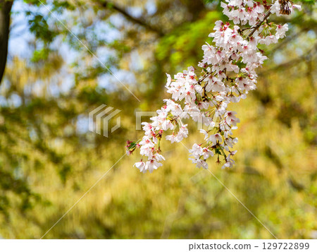 A refreshing spring scene: Cherry blossoms in full bloom against the fresh greenery 129722899