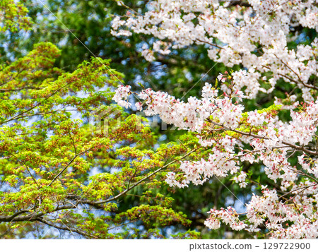 A refreshing spring scene: Cherry blossoms in full bloom against the fresh greenery A refreshing spring scene: Cherry blossoms in full bloom against the fresh greenery 129722900