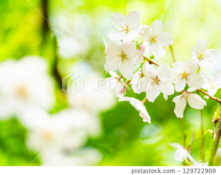 春日清爽景象：櫻花盛開，綠樹成蔭 129722909