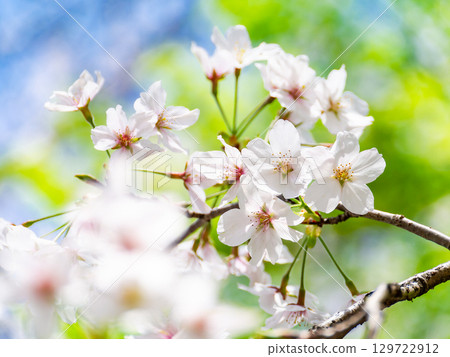 A refreshing spring scene: Cherry blossoms in full bloom against the fresh greenery A refreshing spring scene: Cherry blossoms in full bloom against the fresh greenery 129722912