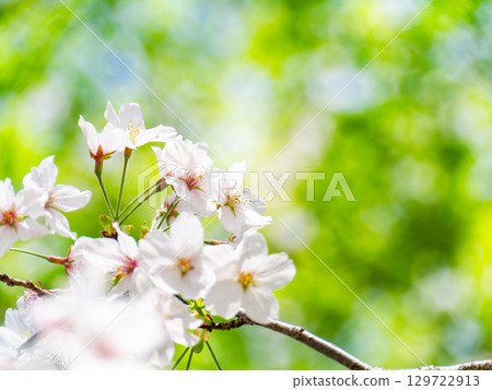 A refreshing spring scene: Cherry blossoms in full bloom against the fresh greenery A refreshing spring scene: Cherry blossoms in full bloom against the fresh greenery 129722913