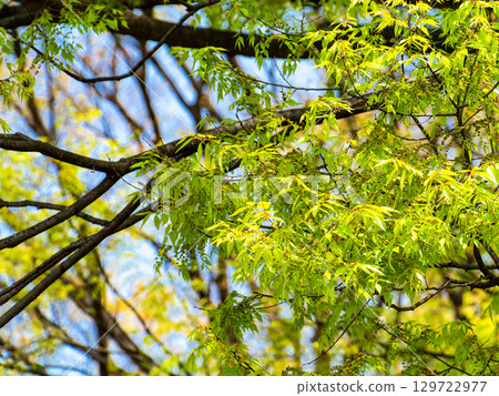 Beautiful young leaves bathed in the spring sunshine Beautiful young leaves bathed in the spring sunshine 129722977