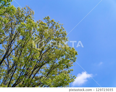 春天公園的清新景象：藍天白雲下，綠樹成蔭 129723035