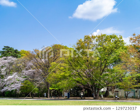 Refreshing spring park scenery: Children exercising 129723037