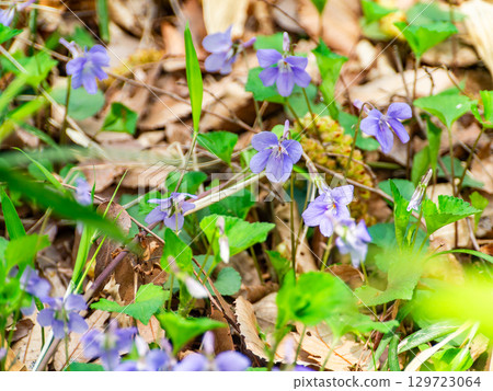 Cute violet flowers herald the arrival of spring 129723064