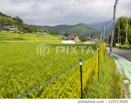 Electric fence installed on terraced rice fields in Satoyama 129723088