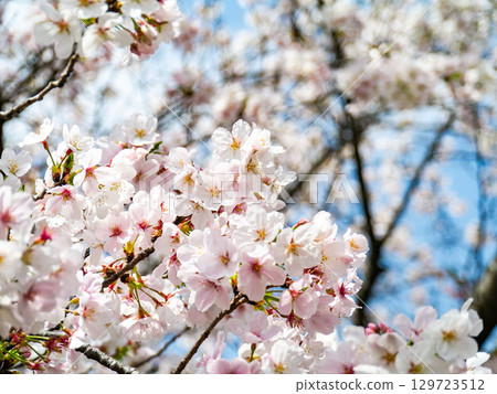Spring is here: Cherry blossoms in full bloom are so uplifting 129723512