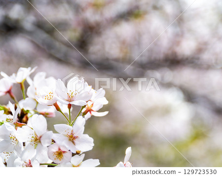 Spring is here: Cherry blossoms in full bloom are so uplifting Spring is here: Cherry blossoms in full bloom are so uplifting 129723530