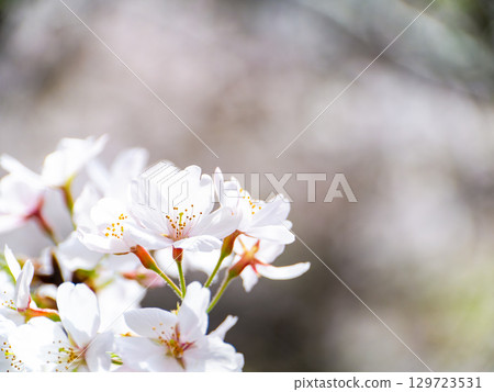 Spring is here: Cherry blossoms in full bloom are so uplifting Spring is here: Cherry blossoms in full bloom are so uplifting 129723531