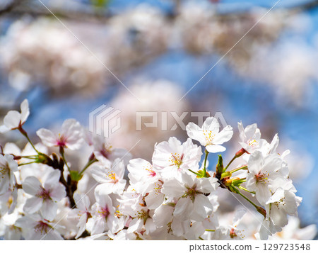 Spring is here: Cherry blossoms in full bloom are so uplifting Spring is here: Cherry blossoms in full bloom are so uplifting 129723548