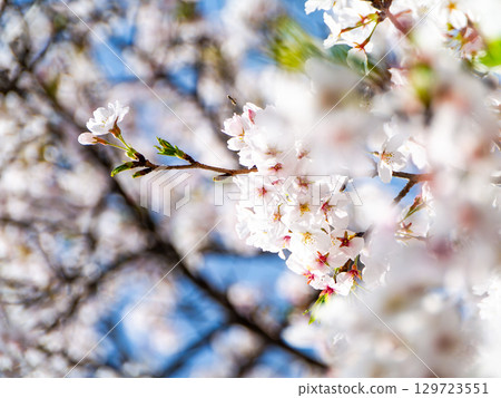 春天來了：櫻花盛開，令人心曠神怡 129723551