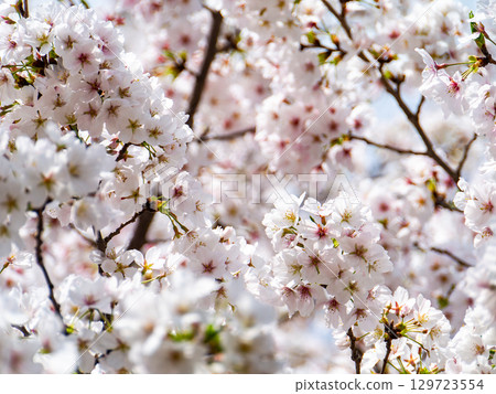 Spring is here: Cherry blossoms in full bloom are so uplifting 129723554