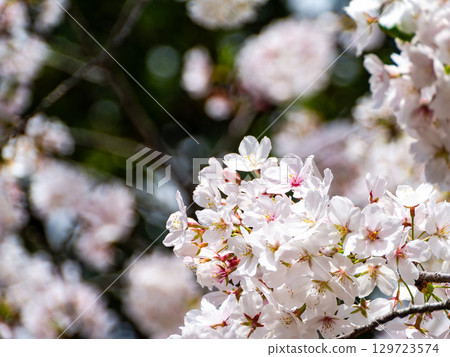 春天來了：櫻花盛開，令人心曠神怡 129723574