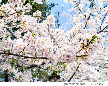 Spring is here: Cherry blossoms in full bloom are so uplifting 129723578