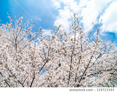 Spring is here: Cherry blossoms in full bloom are so uplifting 129723583
