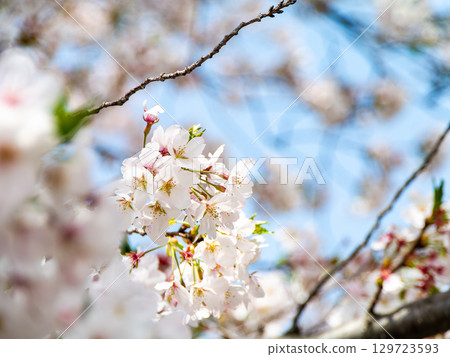 春天來了：櫻花盛開，令人心曠神怡 129723593