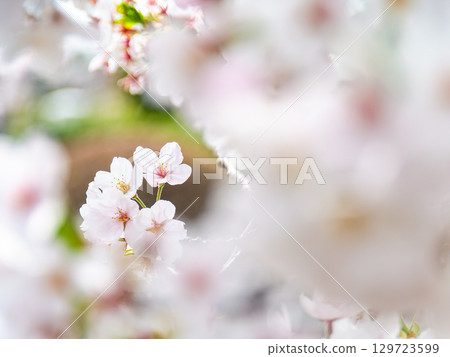 Spring is here: Cherry blossoms in full bloom are so uplifting 129723599