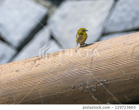 一隻日本繡眼鳥站在河岸上 129723603