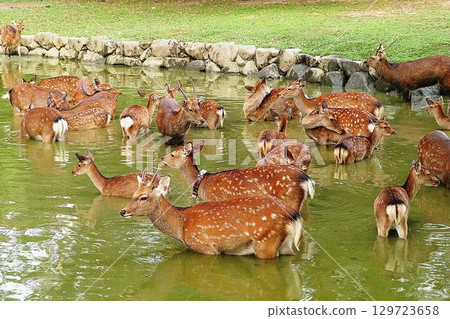 在炎熱天氣下，奈良的鹿讓人無法抗拒！ 129723658