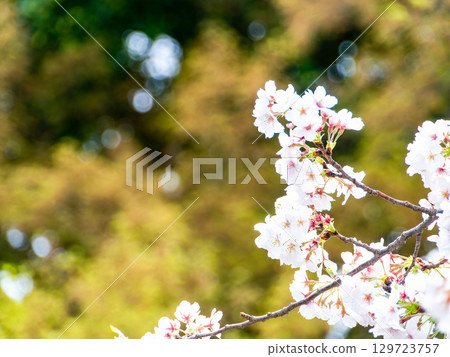 Spring is here: Cherry blossoms in full bloom are so uplifting 129723757