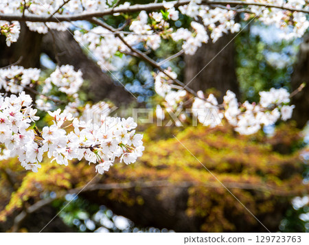 Spring is here: Cherry blossoms in full bloom are so uplifting 129723763