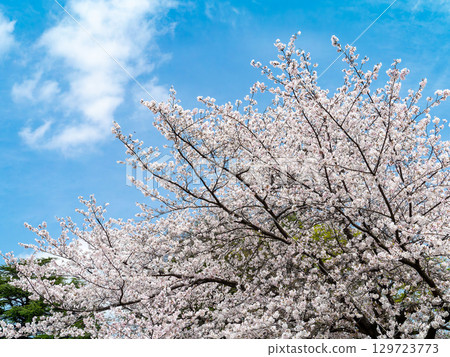Spring is here: Cherry blossoms in full bloom are so uplifting 129723773