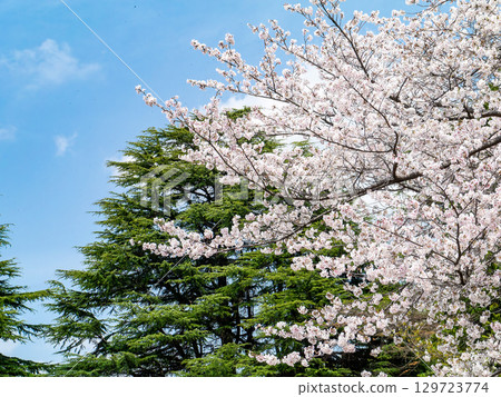 Spring is here: Cherry blossoms in full bloom are so uplifting 129723774