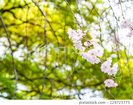 Spring is here: Cherry blossoms in full bloom are so uplifting 129723775