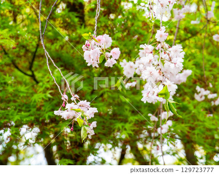 Spring is here: Cherry blossoms in full bloom are so uplifting 129723777