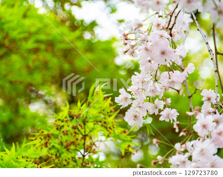 春天來了：櫻花盛開，令人心曠神怡 129723780