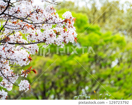 春天來了:櫻花盛開,令人心曠神怡 春天來了:櫻花盛開,令人心曠神怡 129723792