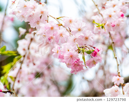 春天來了:櫻花盛開,令人心曠神怡 春天來了:櫻花盛開,令人心曠神怡 129723798